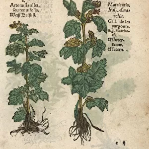 White wormwood, Artemisia herba-alba