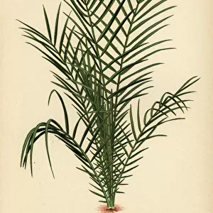 Wild date palm, Phoenix reclinata