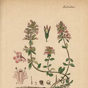 Wild thyme, Thymus serpyllum
