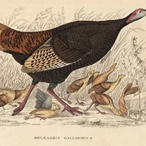 Wild turkey, Meleagris gallopavo, hen with poults
