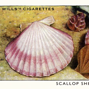 Wills cigarette card - Scallop shells