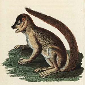 Woolly lemur or indri, Lemur laniger