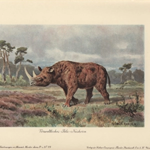 The woolly rhinoceros, Coelodonta antiquitatis
