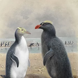 Yellow Eyed Penguin and Snares Crested Penguin