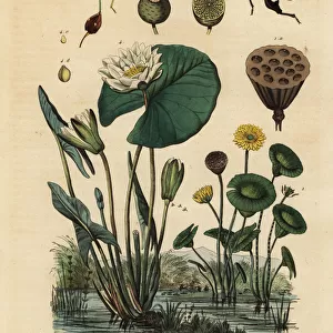 Yellow lotus, white water lily and leaf-footed bugs