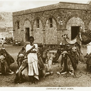 Yemen - Camel Caravan at Rest, Aden