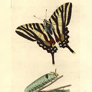 Zebra swallowtail, Eurytides marcellus