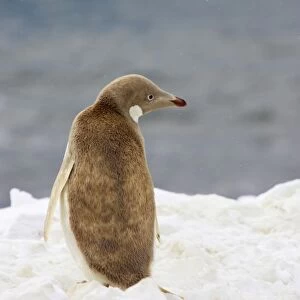 Adelie Penguin - Leucistic individual Pygoscelis adeliae Brown's Bluff Antarctica BI012322