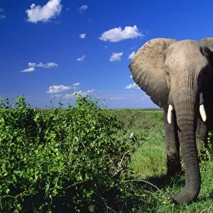 African Elephant Amboseli National Park, Kenya, Africa