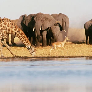 African Elephant - approaching water hole with Giraffe & Impala. Botswana, Africa