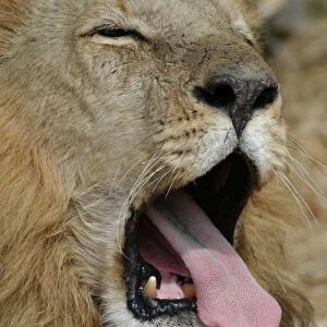 African Lion - Male, yawning Okavango delta, Botswana, Africa