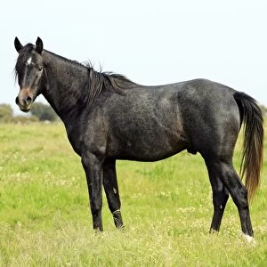 Arabic Horse - stallion on meadow, Alentejo, Portugal