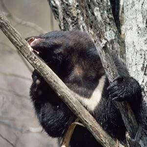 Asiatic Black Bear - in tree, eating bark. Japan