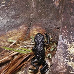 Black Frog (Oreophrynella quelchii), Roraima Summit, Venezuela, South America