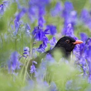 Blackbird - male - amongst bluebells - Isles of Scilly - UK