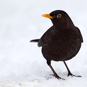 Blackbird - male - snow - winter - UK