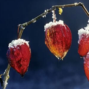 Bladder-cherry / Chinese Lantern / Winter cherry -wih snow