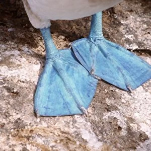 Blue-Footed Booby - feet - Punta Suarez, Espanola Island, Galapagos Islands AU-732