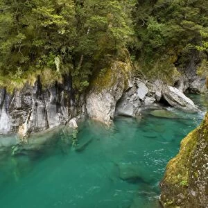 Blue Pools - famous pools of amazingly clear river water located within lush temperate rainforest Haast Pass, South Island, New Zealand