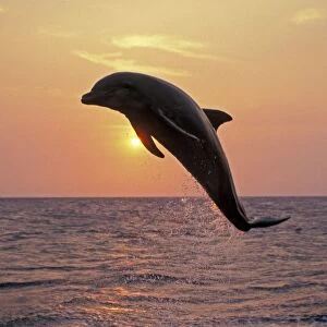 Bottle-nosed dolphin - leaping at sunset