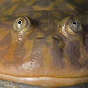 Budgett's Frog - Native to South America