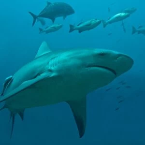 Bull Shark - moving through its potential prey after eating a tuna head - Fiji