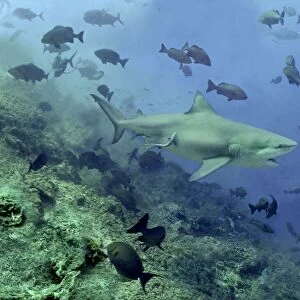 Bull shark - Swimming through fish. Very dangerous to man Shark Reef, Fiji Islands