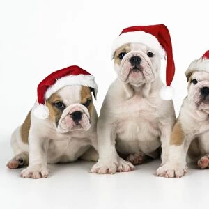 Bulldog Puppies - wearing Christmas hats. Digital manipulation - added hats SU JD SU
