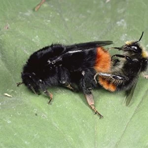 Bumblebees - mating pair, UK