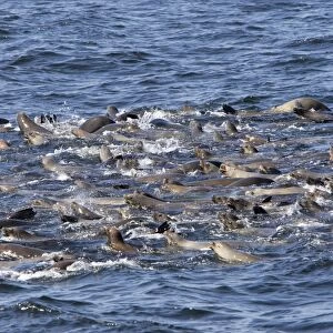 California Sea Lions - group catching their breath at the surface while feeding on a large school of herring in Monterey Bay - Pacific Ocean - California - USA