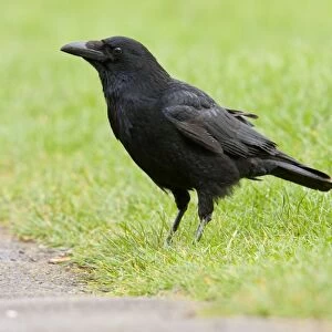 Carrion Crow - adult perching on grass - Wiltshire - England - UK