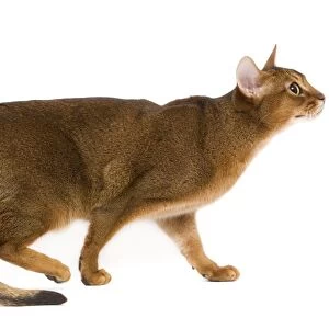 Cat - Abyssinian / Hare cat