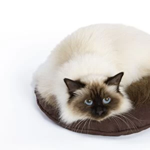 Cat - Birman - curled up on pillow / cushion