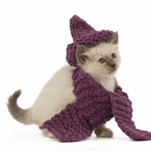 Cat - Birman - kitten wearing purple hat & scarf