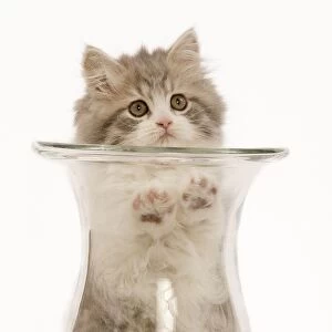 Cat - British longhair - 8 week old kitten in vase