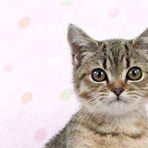Cat - British shorthair X kitten (head shot) Digital Manipulation: extended pink material to cover white background