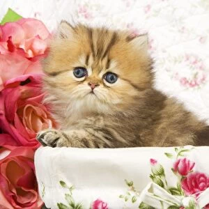Cat - Golden shaded Persian kitten