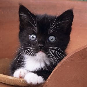 Cat - kitten in flowerpot