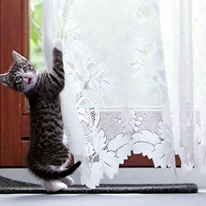 Cat - kitten playing with living room curtains - Lower Saxony - Germany