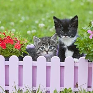 Cat - two kittens playing in plant pot holder - on lawn - Lower Saxony - Germany