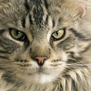 Cat - Main Coon close-up of face