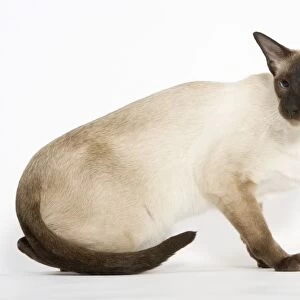 Cat - Siamese Seal Point, shorthaired