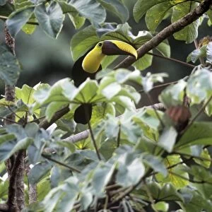 Chestnut-mandibiled Toucan - Costa Rica