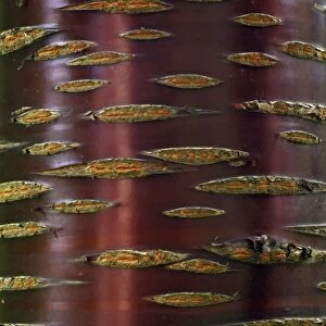 Chinese Red-Barked Birch Tree - detailed study of bark on stem, Lower Saxony, Germany
