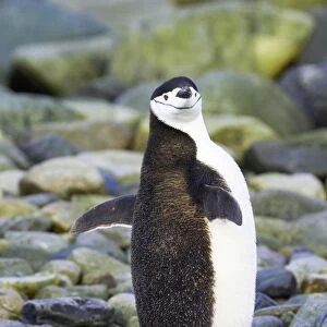 Chinstrap Penguin - Stretching Wings South Orkneys, Antarctica BI007613. tif