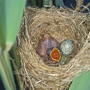 Common Cuckoo - Juvenile in Reed Warbler nest - Begging for food The Netherlands, Overijssel
