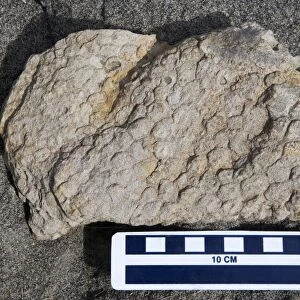 Dinosaur skin impression - skin of a Hadrosaur ("Duck-billed dinosaur"). Age: Kaiparowits Formation, Late Cretaceous Location: Grand Staircase-Escalante National Monument, Utah
