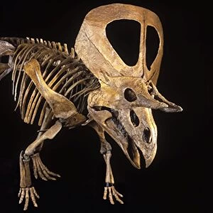 Dinosaurs - Ceratopsians - Horned dinosaurs - Zuniceratops Discovered in 1996 by 8-year-old Christopher Wolfe, son of paleontologist Douglas G. Wolfe. Described and named in 1998 (Wolfe, D)