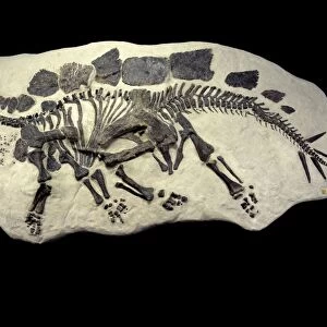 Dinosaurs - Stegosaurs - skeleton Morrison Formation, Jurassic, Wyoming, USA Specimen Courtesy Western Paleontological Laboratories. DF531