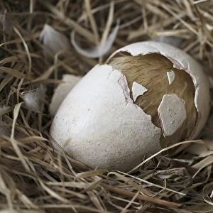 Dodo - hatchling cracks eggshell in half